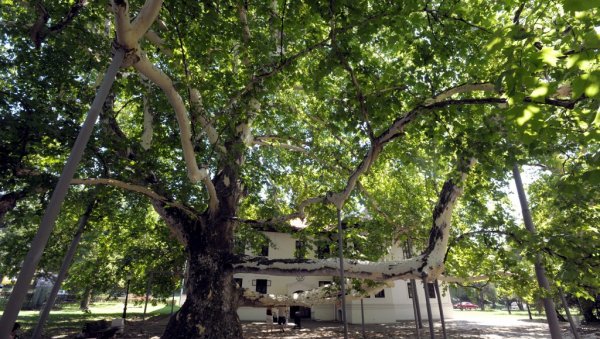 ДРВО КОЈЕ ПАМТИ: Платан испред Милошевог конака ДРВО КОЈЕ ПАМТИ: Платан испред Милошевог конака