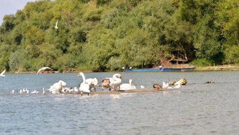 REČNI SAFARI NADOMAK KUĆE: Program DKC i na Velikom ratnom ostrvu REČNI SAFARI NADOMAK KUĆE: Program DKC i na Velikom ratnom ostrvu
