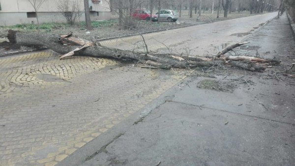 ПАЛО ДРВО, ЗАУСТАВИЛО САОБРАЋАЈ: Брза интервенција надлежних у Зрењанину (ФОТО) ПАЛО ДРВО, ЗАУСТАВИЛО САОБРАЋАЈ: Брза интервенција надлежних у Зрењанину (ФОТО)