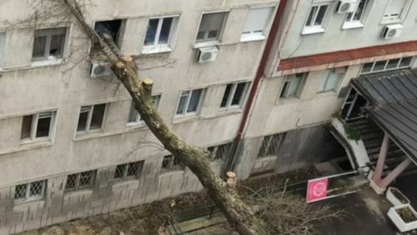 ДРВО ПАЛО НА ЗГРАДУ: Незгода у КБЦ Звездара, није било повређених, мања материјална штета ДРВО ПАЛО НА ЗГРАДУ: Незгода у КБЦ Звездара, није било повређених, мања материјална штета