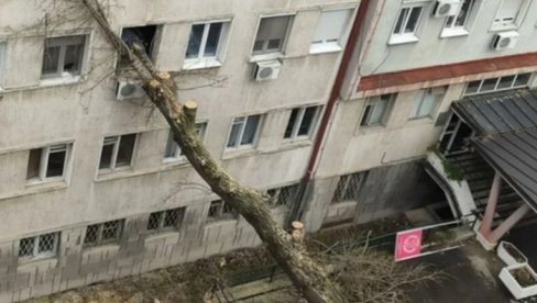 DRVO PALO NA ZGRADU: Nezgoda u KBC Zvezdara, nije bilo povređenih, manja materijalna šteta DRVO PALO NA ZGRADU: Nezgoda u KBC Zvezdara, nije bilo povređenih, manja materijalna šteta