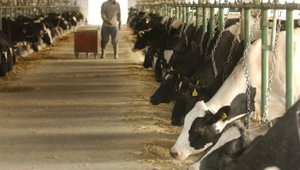 ПОДСТИЦАЈИ ЧУВАЈУ ФАРМЕ: Пољопривредници ове године могу да рачунају на повећање бројних субвенција у сточарству и ратарству ПОДСТИЦАЈИ ЧУВАЈУ ФАРМЕ: Пољопривредници ове године могу да рачунају на повећање бројних субвенција у сточарству и ратарству