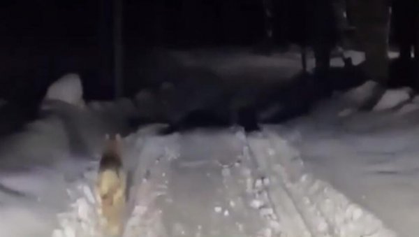 ГЛЕДАМ КРОЗ ПРОЗОР, ВИДИМ ЈЕ КРВАВУ... Жена штитила свог пса од вукова, па настрадала (ВИДЕО) ГЛЕДАМ КРОЗ ПРОЗОР, ВИДИМ ЈЕ КРВАВУ... Жена штитила свог пса од вукова, па настрадала (ВИДЕО)