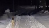 ГЛЕДАМ КРОЗ ПРОЗОР, ВИДИМ ЈЕ КРВАВУ... Жена штитила свог пса од вукова, па настрадала (ВИДЕО)