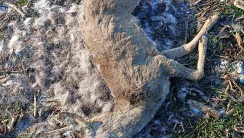 ZABRINUTI LOVCI U ATARU KULE PRONAŠLI NOVE PRIMERKE OTROVANE SRNEĆE DIVLJAČI Zbog pomora obustavljen lov na srne ZABRINUTI LOVCI U ATARU KULE PRONAŠLI NOVE PRIMERKE OTROVANE SRNEĆE DIVLJAČI Zbog pomora obustavljen lov na srne