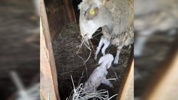 БИЋЕ РОДНА ГОДИНА: У селу код Лознице овца Клипица ојагњила двоје јагањаца, домаћин каже - Дар Божији БИЋЕ РОДНА ГОДИНА: У селу код Лознице овца Клипица ојагњила двоје јагањаца, домаћин каже - Дар Божији