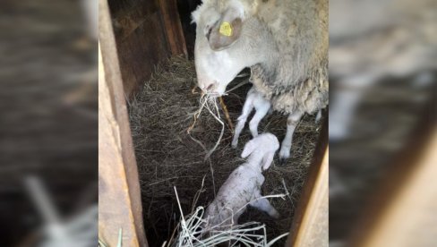 BIĆE RODNA GODINA: U selu kod Loznice ovca Klipica ojagnjila dvoje jaganjaca, domaćin kaže - Dar Božiji BIĆE RODNA GODINA: U selu kod Loznice ovca Klipica ojagnjila dvoje jaganjaca, domaćin kaže - Dar Božiji