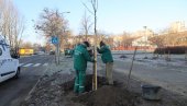 ЗА ЗЕЛЕНИЈИ ЛИМАН 4: Градско зеленило у Новом Саду почело садњу 114 стабала (ФОТО) ЗА ЗЕЛЕНИЈИ ЛИМАН 4: Градско зеленило у Новом Саду почело садњу 114 стабала (ФОТО)