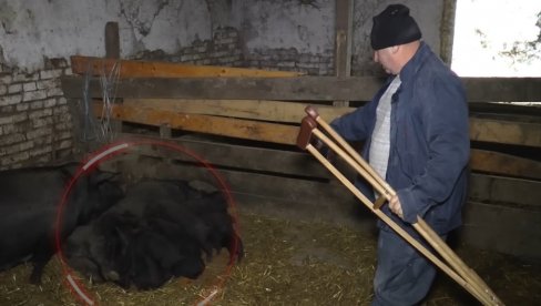 POSLE 13. PRESTAO DA BROJI: Neverovatno koliko je krmača prasića oprasila kod Bajine Bašte POSLE 13. PRESTAO DA BROJI: Neverovatno koliko je krmača prasića oprasila kod Bajine Bašte