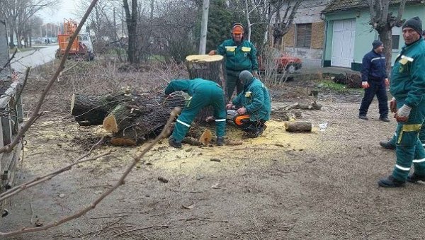 ЗА СВАКО ПОСЕЧЕНО СТАБЛО ПО ДВЕ НОВЕ САДНИЦЕ: Уклањају болесно дрвеће из вршачких вртића и школа ЗА СВАКО ПОСЕЧЕНО СТАБЛО ПО ДВЕ НОВЕ САДНИЦЕ: Уклањају болесно дрвеће из вршачких вртића и школа