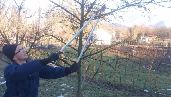 МИЛОШ ПУРИЋ ИЗ РАДИЈЕВИЋА ИМА СЕДМОРО ДЕЦЕ И ПРАВИ ЈЕ СРПСКИ ДОМАЋИН: Посвећен очувању аутохтоних сорти воћа, посебно крушака МИЛОШ ПУРИЋ ИЗ РАДИЈЕВИЋА ИМА СЕДМОРО ДЕЦЕ И ПРАВИ ЈЕ СРПСКИ ДОМАЋИН: Посвећен очувању аутохтоних сорти воћа, посебно крушака