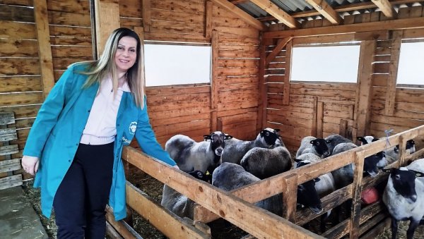 ЦАРИЦЕ СА ПЕДИГРЕОМ: Дипломирана правница Марија Рајић већ четврту годину надомак Параћина гаји овце романовске расе ЦАРИЦЕ СА ПЕДИГРЕОМ: Дипломирана правница Марија Рајић већ четврту годину надомак Параћина гаји овце романовске расе