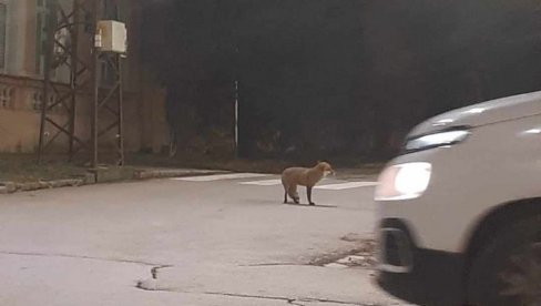 VRŠAC PLAĆA ODSTREL ŠAKALA I LISICA: U potrazi za hranom silaze u naseljena mesta i prave štetu VRŠAC PLAĆA ODSTREL ŠAKALA I LISICA: U potrazi za hranom silaze u naseljena mesta i prave štetu