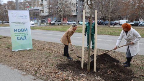 NASTAVLJENA AKCIJA OZELENJAVANJA NOVOG SADA Nova stabla u Limanu NASTAVLJENA AKCIJA OZELENJAVANJA NOVOG SADA Nova stabla u Limanu