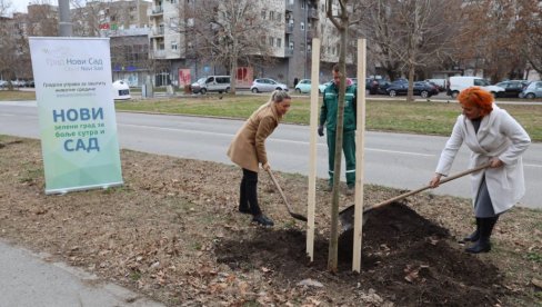 НАСТАВЉЕНА АКЦИЈА ОЗЕЛЕЊАВАЊА НОВОГ САДА   Нова стабла у Лиману