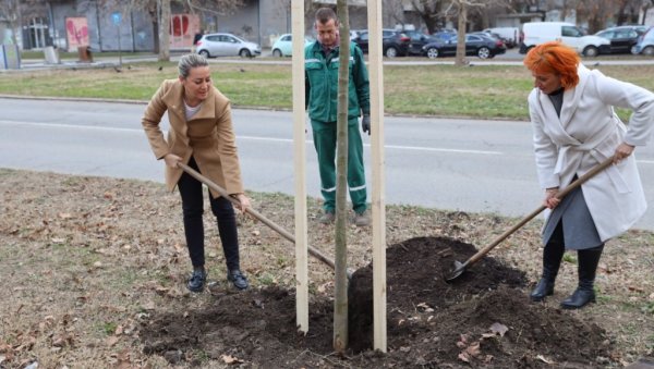 НА ЛИМАНУ ПОСАЂЕНО 28 КОПРИВИЋА: Акција озелењавања Новог Сада,  наредних пет година град добија 6.000 стабала