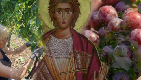 ZAŠTITA SVETOG TRIFUNA: Šta se po običaju radi sa vinovom lozom za bolji prinos ZAŠTITA SVETOG TRIFUNA: Šta se po običaju radi sa vinovom lozom za bolji prinos