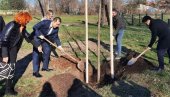 U NOVOM SADU POSAĐENO 47 KOPRIVIĆA: Ozelenjavanju grada priključili se i građani U NOVOM SADU POSAĐENO 47 KOPRIVIĆA: Ozelenjavanju grada priključili se i građani