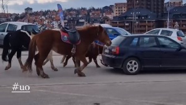 ОВО ЈОШ НИЈЕ ВИЂЕНО: Провозао аутомобил кроз Ужице, а за њега везао два коња и једног понија (ВИДЕО) ОВО ЈОШ НИЈЕ ВИЂЕНО: Провозао аутомобил кроз Ужице, а за њега везао два коња и једног понија (ВИДЕО)
