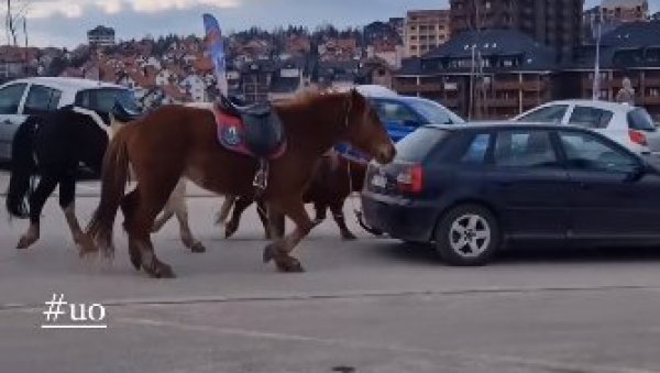 ОВО ЈОШ НИЈЕ ВИЂЕНО: Провозао аутомобил кроз Ужице, а за њега везао два коња и једног понија (ВИДЕО)