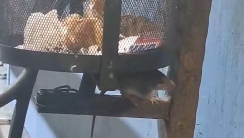 TU SU NEGDE I NINDŽA KORNJAČE: Beograđanin čekao voz, a kad je video ko mu pravi društvo, ostao bez reči (VIDEO) TU SU NEGDE I NINDŽA KORNJAČE: Beograđanin čekao voz, a kad je video ko mu pravi društvo, ostao bez reči (VIDEO)