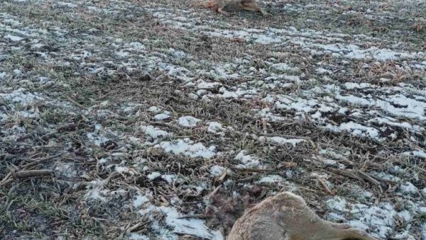 ПРВИ ЕПИЛОГ ПОМОРА СРНЕЋЕ ДИВЉАЧИ У КУЛИ: Кривична пријава за тровача ПРВИ ЕПИЛОГ ПОМОРА СРНЕЋЕ ДИВЉАЧИ У КУЛИ: Кривична пријава за тровача