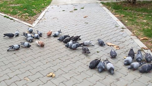 Траже се соколари за растеривање птица штеточина Траже се соколари за растеривање птица штеточина
