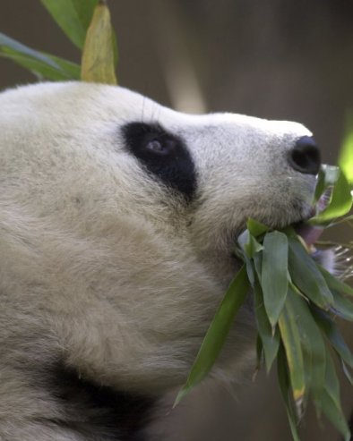 БАШ ИХ БРИГА ЗА ЗИМУ: Џиновске панде уживају на снегу (ВИДЕО)
