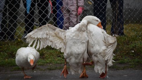 U DUELU ŽUĆKO I CRVENI: Nadmetanje najjačih gusana na finalu 38. Gusanijade sutra u Mokrinu (FOTO) U DUELU ŽUĆKO I CRVENI: Nadmetanje najjačih gusana na finalu 38. Gusanijade sutra u Mokrinu (FOTO)