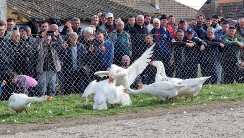 GUSAK ŽUĆKO TREĆI PUT ŠAMPION: U Mokrinu održana 38 „Gusanijada“ (FOTO/VIDEO) GUSAK ŽUĆKO TREĆI PUT ŠAMPION: U Mokrinu održana 38 „Gusanijada“ (FOTO/VIDEO)