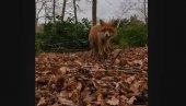 ОВО МОРАТЕ ВИДЕТИ: Дивља звер украла телефон, па се снимила како бежи (ВИДЕО)