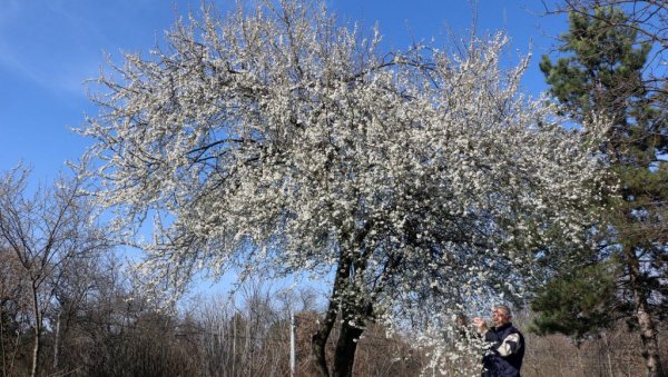 ПРОЦВЕТАО БЕХАР КАД МУ ВРЕМЕ НИЈЕ: У Смедереву мигавац процветао у фебруару (ФОТО) ПРОЦВЕТАО БЕХАР КАД МУ ВРЕМЕ НИЈЕ: У Смедереву мигавац процветао у фебруару (ФОТО)