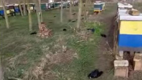 UGINULO VIŠE OD 500 VRANA: Nezapamćen prizor u Nakovu kod Kikinde, na granici sa Rumunijom (FOTO) UGINULO VIŠE OD 500 VRANA: Nezapamćen prizor u Nakovu kod Kikinde, na granici sa Rumunijom (FOTO)