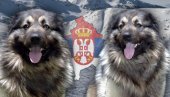 O HEROJSTVU ŠARPLANINACA SA KiM SE JOŠ PRIČA: Kako su hrabri psi spasili ženu O HEROJSTVU ŠARPLANINACA SA KiM SE JOŠ PRIČA: Kako su hrabri psi spasili ženu