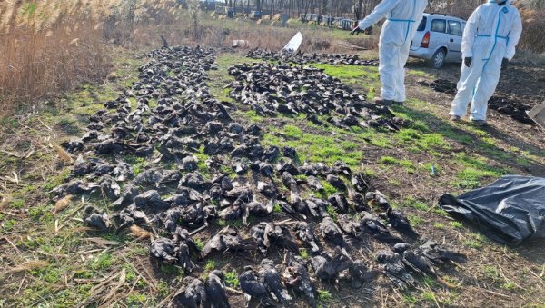 НАЈВЕЋИ ПОМОР ПТИЦА У ЕВРОПИ: Стравичне сцене код Кикинде, угинуло 800 јединки, половина заштићена врста (ФОТО) НАЈВЕЋИ ПОМОР ПТИЦА У ЕВРОПИ: Стравичне сцене код Кикинде, угинуло 800 јединки, половина заштићена врста (ФОТО)