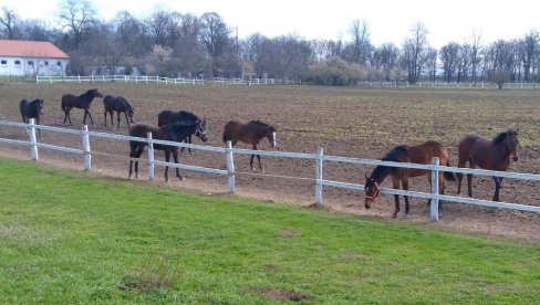 ERGELA „LJUBIČEVO“: Traže pomoć volontera ERGELA „LJUBIČEVO“: Traže pomoć volontera