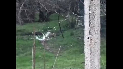 KAKO IZGLEDA KAD BUKVALNO LETI PERJE: Snimak okršaja kokoške i opasnog predatora zapalio mreže, a tek da vidite ko je bio jači (VIDEO) KAKO IZGLEDA KAD BUKVALNO LETI PERJE: Snimak okršaja kokoške i opasnog predatora zapalio mreže, a tek da vidite ko je bio jači (VIDEO)