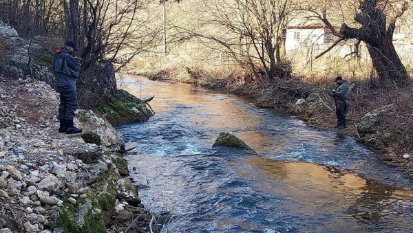 ПЕЦАРОШИ ЛОВИЛИ КРАЉИЦУ БРЗАКА: Сезона вараличарења пастрмке отворена у кањону реке Црнице, код Забреге ПЕЦАРОШИ ЛОВИЛИ КРАЉИЦУ БРЗАКА: Сезона вараличарења пастрмке отворена у кањону реке Црнице, код Забреге