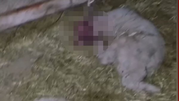 ИМАО ЈЕ НЕКИ ЧУДАН ПОГЛЕД - ИГРАО СЕ СЕКИРОМ Мештанка села код Вршца открила шта јој је дечак испричао након што је побио јагањце ИМАО ЈЕ НЕКИ ЧУДАН ПОГЛЕД - ИГРАО СЕ СЕКИРОМ Мештанка села код Вршца открила шта јој је дечак испричао након што је побио јагањце