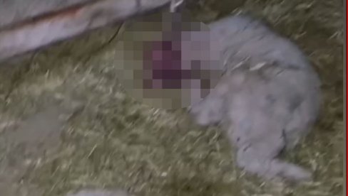 HOROR KOD VRŠCA: Dečak (13) sekirom poubijao 12 jaganjaca (VIDEO/FOTO) HOROR KOD VRŠCA: Dečak (13) sekirom poubijao 12 jaganjaca (VIDEO/FOTO)
