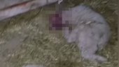 IMAO JE NEKI ČUDAN POGLED - IGRAO SE SEKIROM Meštanka sela kod Vršca otkrila šta joj je dečak ispričao nakon što je pobio jaganjce