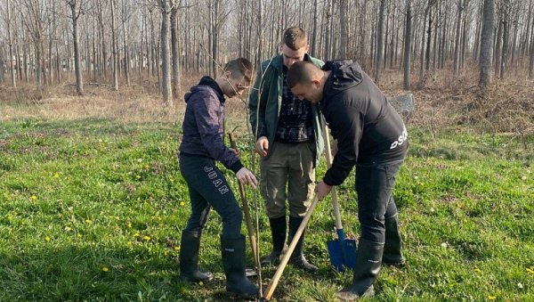 У СРЕМСКОЈ МИТРОВИЦИ ЈОШ 150 СТАБАЛА: И будући шумари садили липе