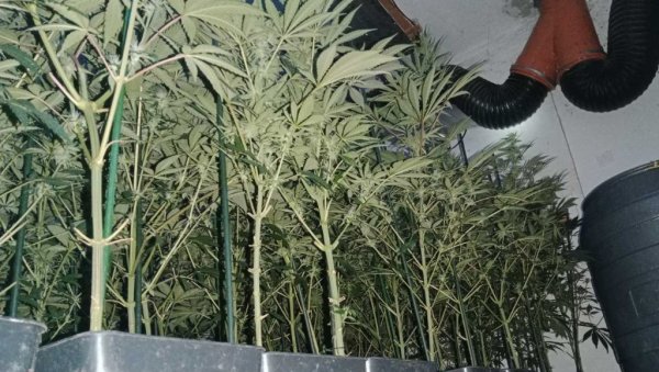 ОТКРИВЕНА ЛАБОРАТОРИЈА СА 200 СТАБЉИКА МАРИХУАНЕ У КРЧЕДИНУ: Новосађанин осумњичен за нелегалан узгој дроге ОТКРИВЕНА ЛАБОРАТОРИЈА СА 200 СТАБЉИКА МАРИХУАНЕ У КРЧЕДИНУ: Новосађанин осумњичен за нелегалан узгој дроге