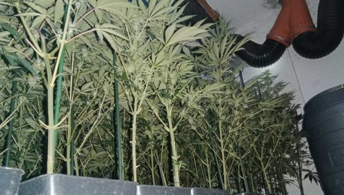 OTKRIVENA LABORATORIJA MARIHUANE KOD ČAČKA: U kući mu nađeno 128 stabljika kanabisa - Čačaninu stavljene lisice na ruke