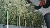 ОТКРИВЕНА ЛАБОРАТОРИЈА МАРИХУАНЕ КОД ЧАЧКА: У кући му нађено 128 стабљика канабиса - Чачанину стављене лисице на руке