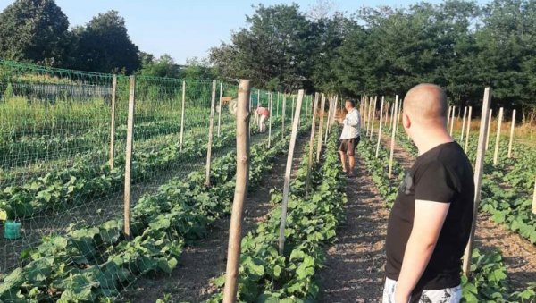 САМО БОРЦИ ОПСТАЈУ НА СЕЛУ: Породица Љубисављевић из Крушара код Ћуприје, живи искључиво од пољопривреде САМО БОРЦИ ОПСТАЈУ НА СЕЛУ: Породица Љубисављевић из Крушара код Ћуприје, живи искључиво од пољопривреде