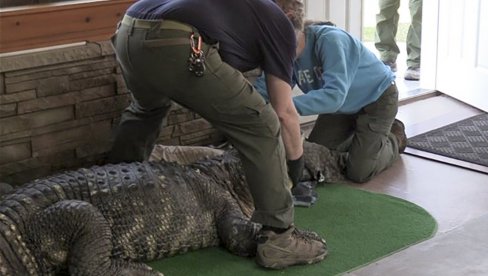 NEOBIČAN LJUBIMAC -  U KUĆI PRONAĐEN ALIGATOR TEŽAK 340 KILOGRAMA: Pliva sa decom u bazenu, slep je, ima probleme sa kičmom (FOTO)