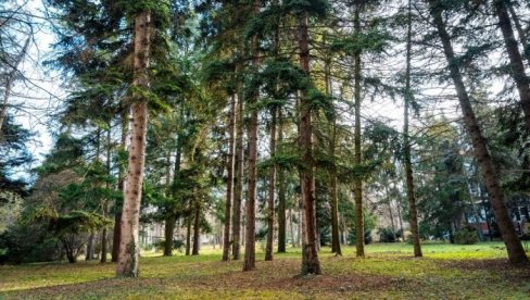 PIKNIK U ARBORETUMU: Na Šumarskom fakultetu otvorena dvodnevna manifestacija PIKNIK U ARBORETUMU: Na Šumarskom fakultetu otvorena dvodnevna manifestacija