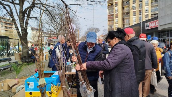 РАДОСЛАВ ГОДИЋ ПРОИЗВОДИ ЕВОДИЈУ: Медоносно дрво сади се до краја марта (ФОТО) РАДОСЛАВ ГОДИЋ ПРОИЗВОДИ ЕВОДИЈУ: Медоносно дрво сади се до краја марта (ФОТО)