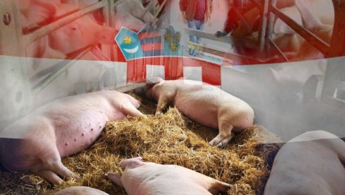 Šta su to DIGITALNE svinje koje gaje u Hrvatskoj? Sto kilograma mesa - za 30 meseci